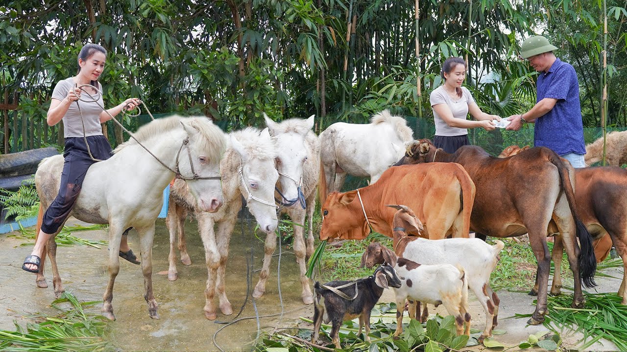 330 Days Use Truck To Buy Many Horses, Cows, Goats, Pigs Go To Market Sell For Villager