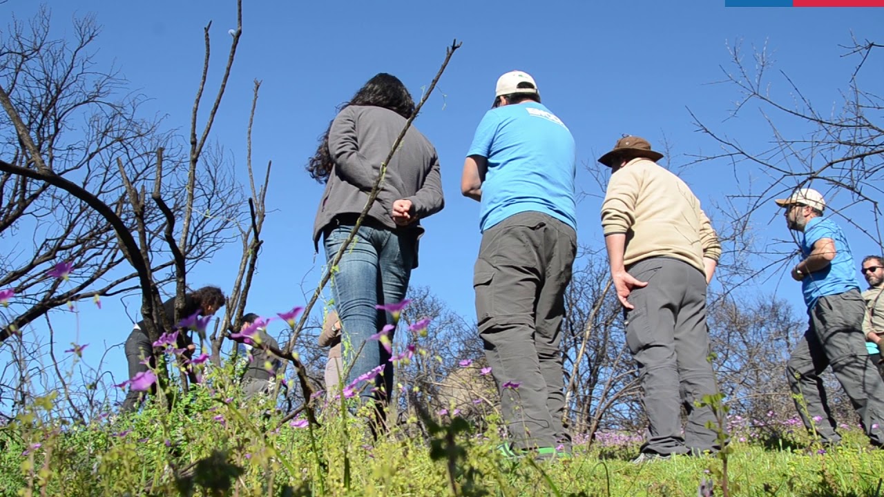 Restauración ecológica de ecosistemas luego de los incendios forestales