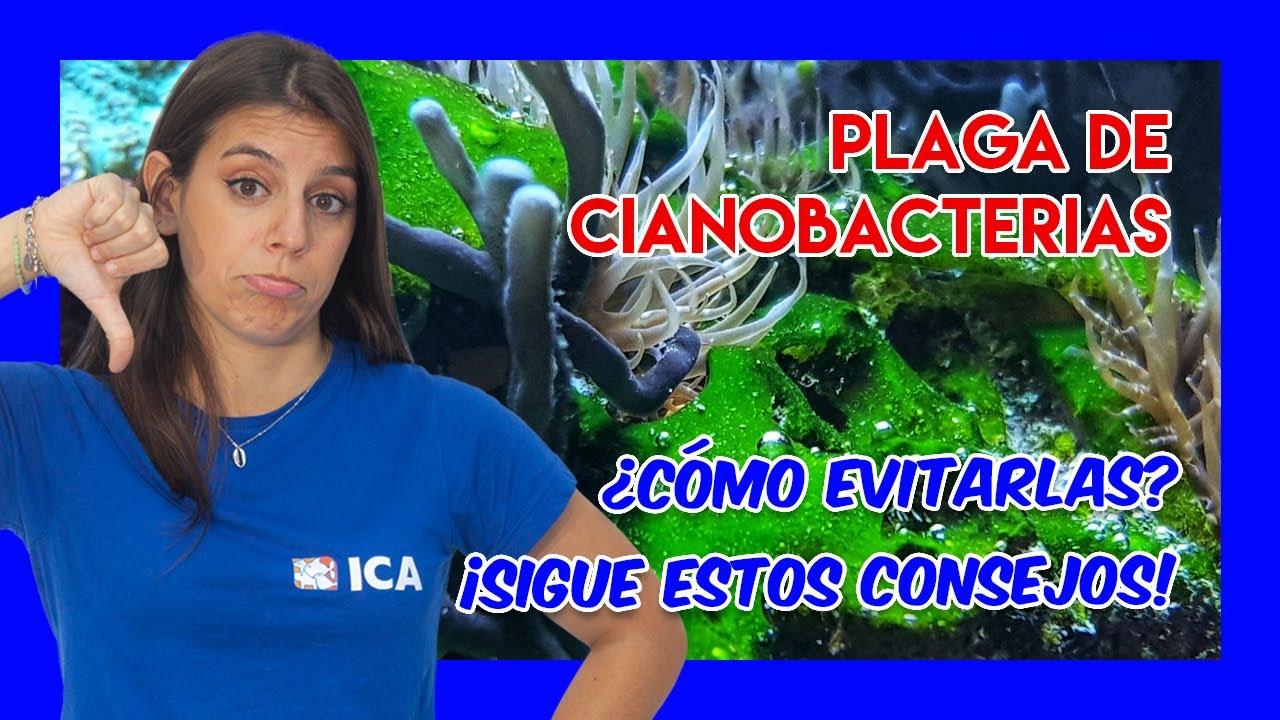 Cómo ELIMINAR CIANOBACTERIA de tu ACUARIO MARINO - CAUSAS Y SOLUCIONES