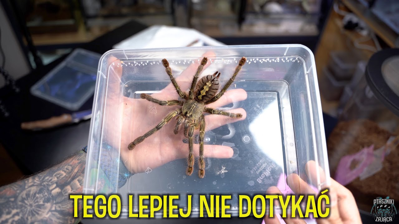 20cm jadowitej, indyjskiej  Poecilotheria rufilata🤯