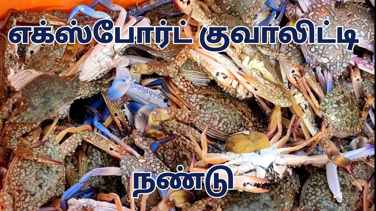Export quality crab catching at Mallipattinam