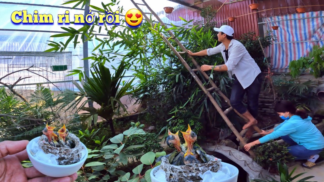 Tổ Ri Đã Nở Và Nhận Nuôi Thêm 3 Chú Khuyên Non / Quế Nghịch