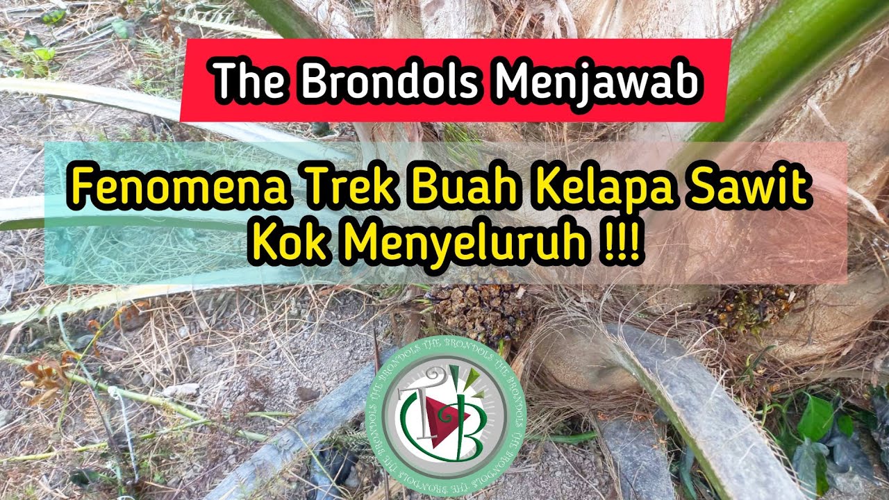 The Brondols Menjawab: Fenomena Trek Buah Kelapa Sawit Kok Menyeluruh !!!