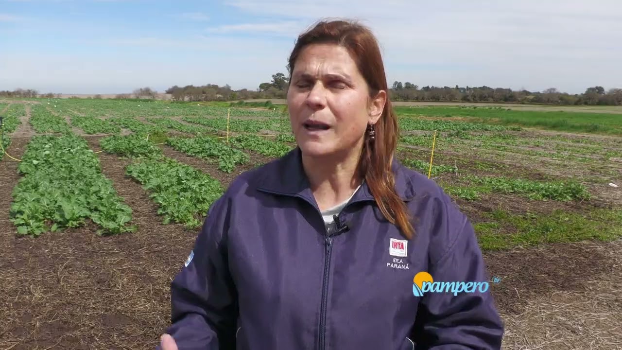 Colza: un cultivo en auge