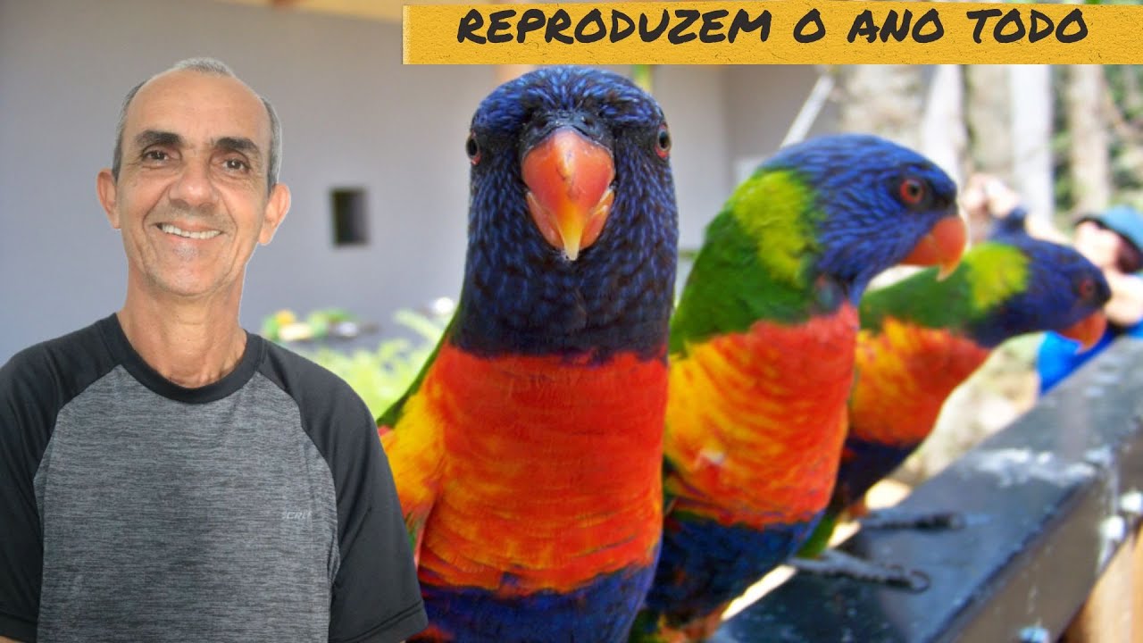 VOCE PRECISA SABER ISSO SOBRE A CRIAÇÃO DOS LÓRIS