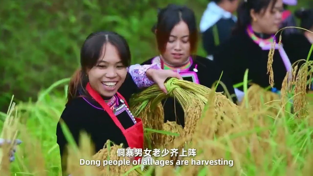Explore Guizhou with Local Guides: Harvest Time in Huanggang Dong Village