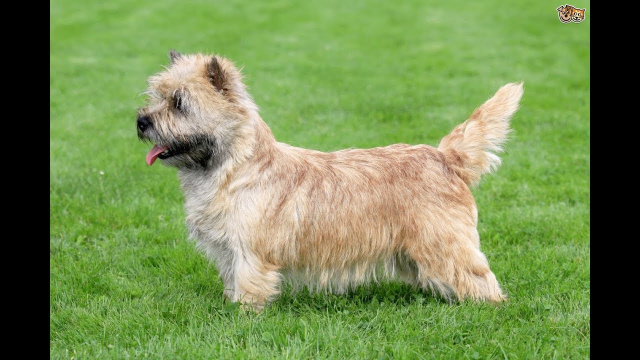 Norwich Terrier / Raza de Perro