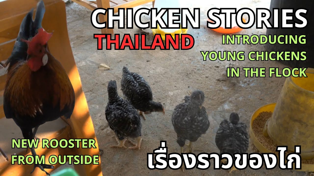 Baby Plymouth Rock Chicks Meet the Big Chickens, Cute Chaos & New Rooster, นำลูกไก่ไปรวมกับไก่โต