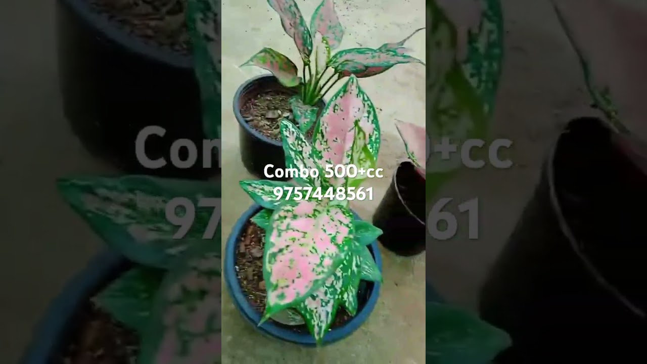 Online plants #aglonima#calathiya
