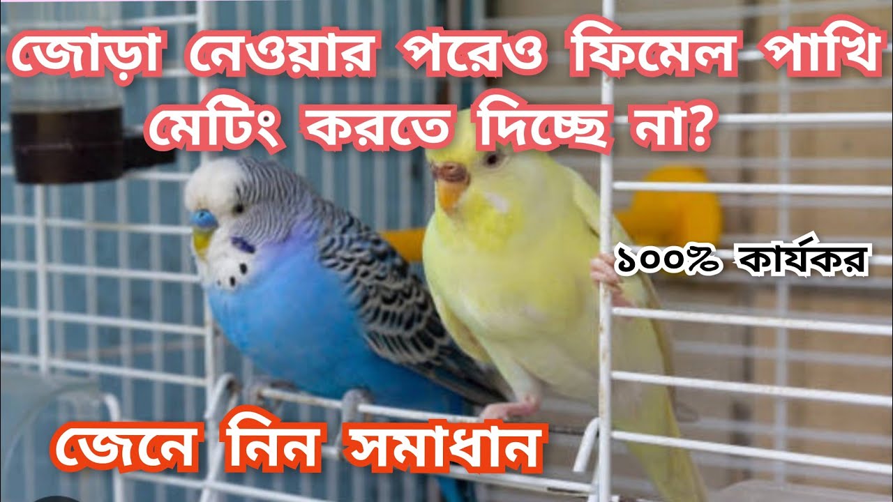 মেল পাখি ফিমেল পাখির পিঠে উঠতে নিলে ফিমেলটা ঠোকড় দেয় । বাজরিগার পাখির ব্রিডিং সমস্যা ও সমাধান ।