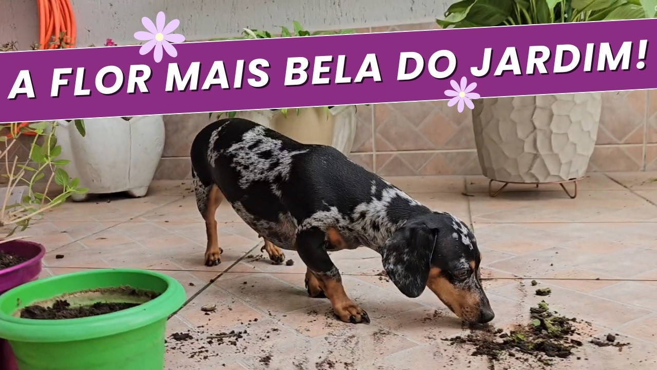 UM DIA DE JARDINAGEM COM A MOLLY - A MINI DACHSHUND🌼🐾