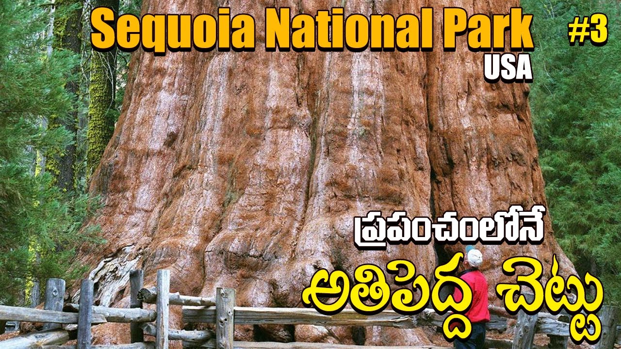 ప్రపంచంలో అతిపెద్ద చెట్టు || World Largest Tree in America | sequoia national park | my village show