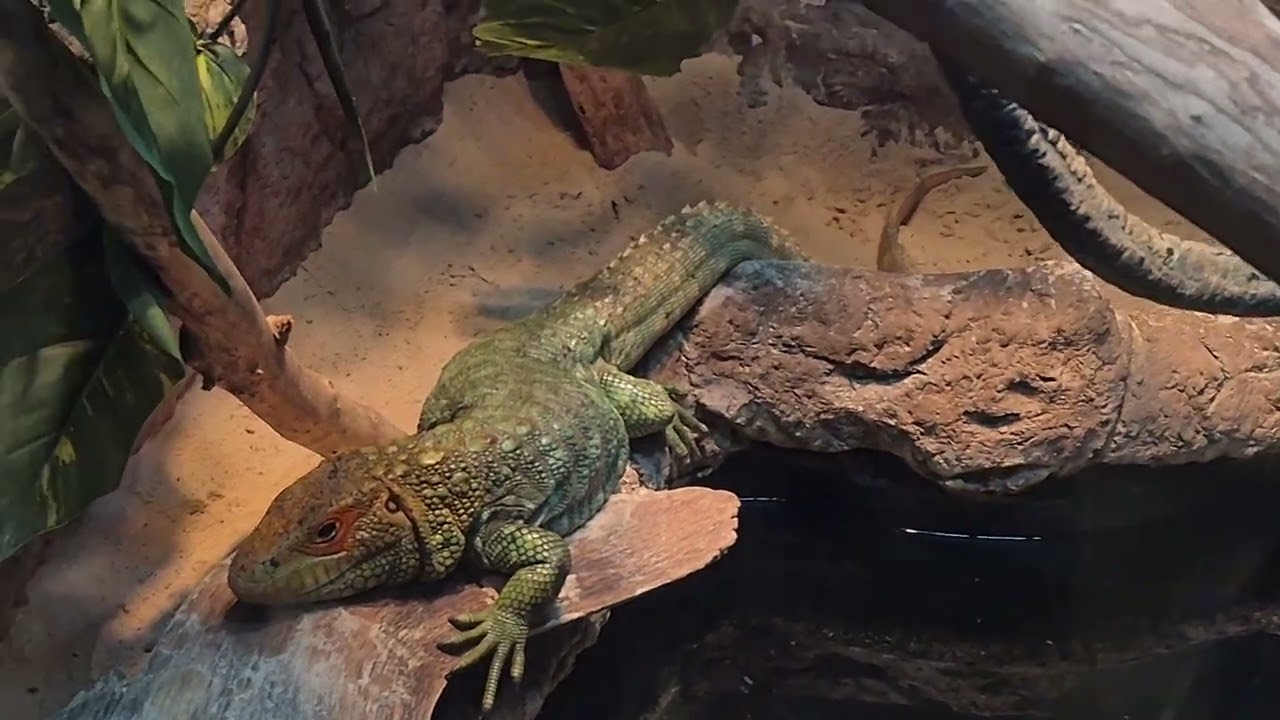 At the aquarium 