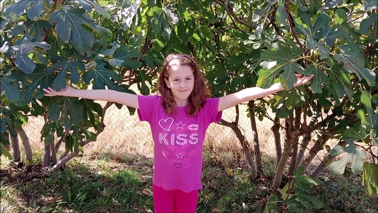 Срна Јовић, Ниш