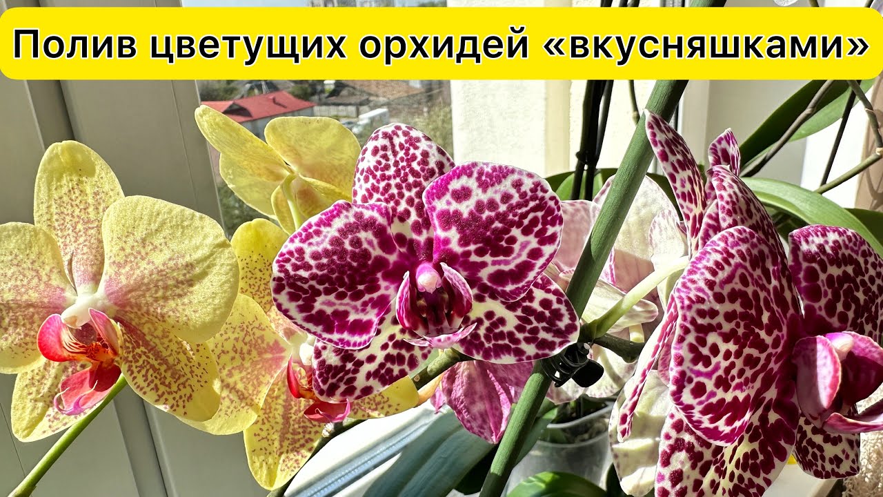 Полить цветущие орхидеи для длительного цветения 
