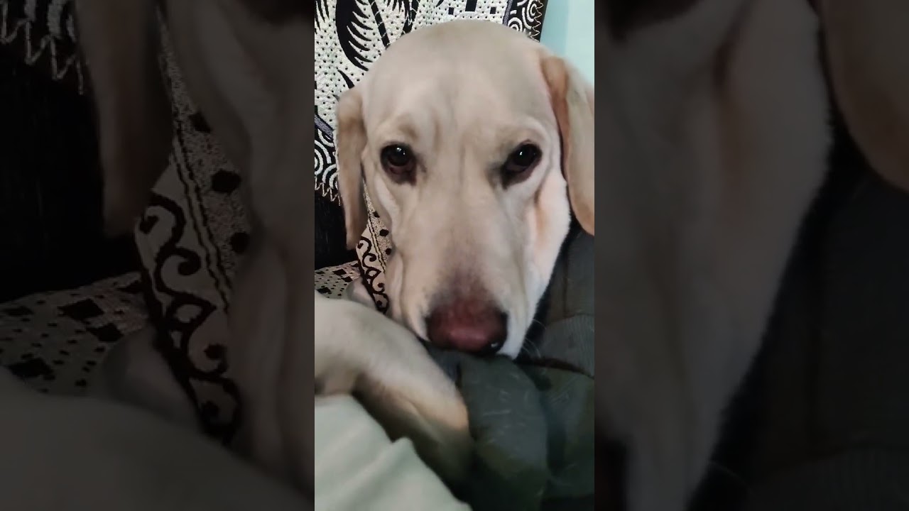 Labrador daily routine 