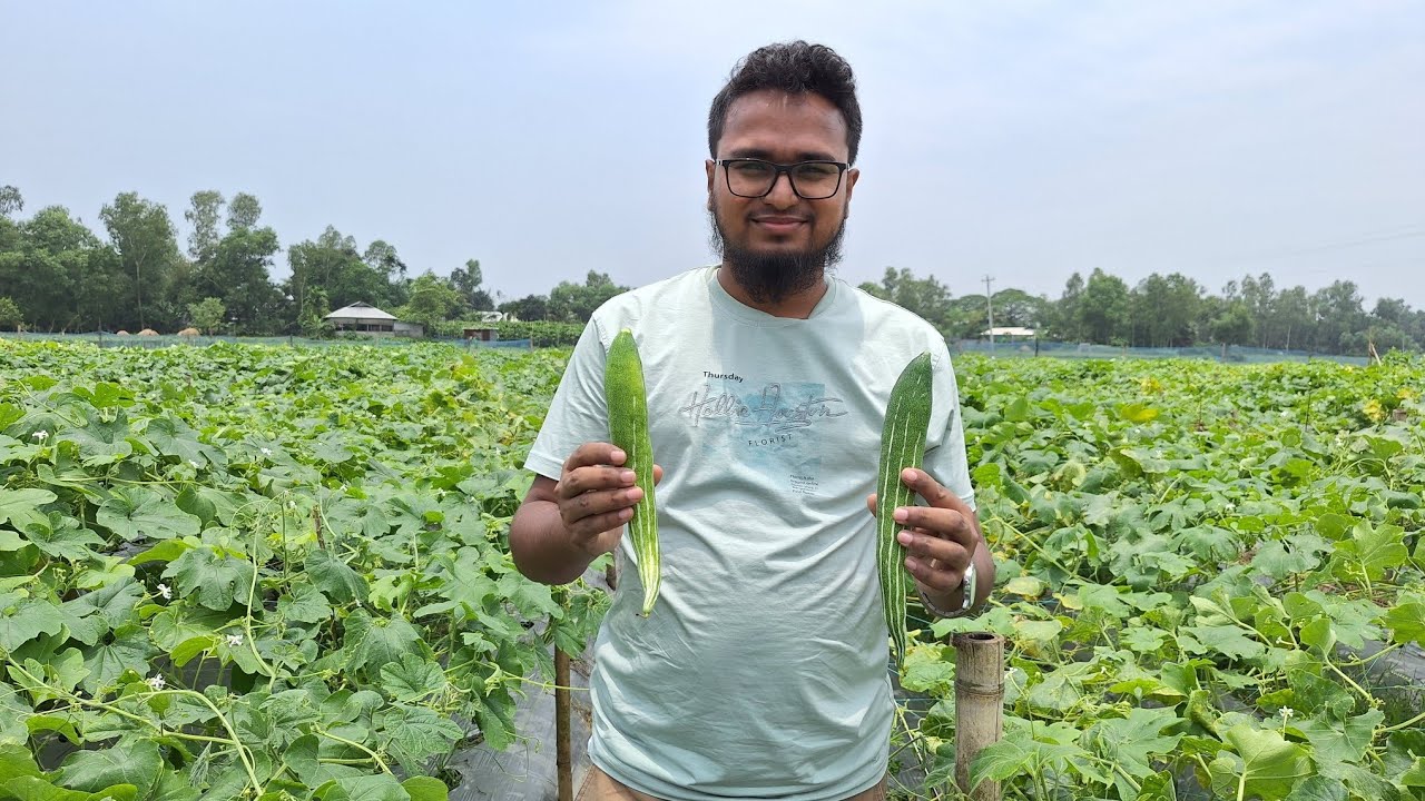 সময় না বুঝে চিচিঙ্গা চাষ করে দাম পাচ্ছে না চাষী।