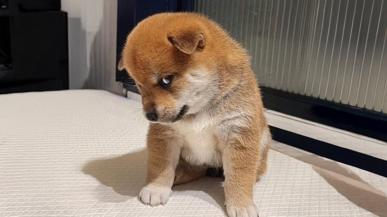 Funny Pet Moments That Will Make You Laugh #51