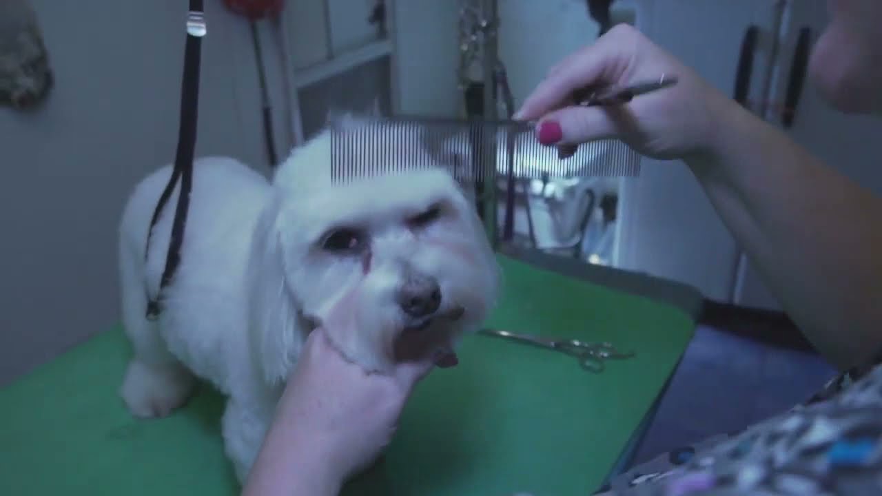 Coton de Tulear: Grooming: Tutorial