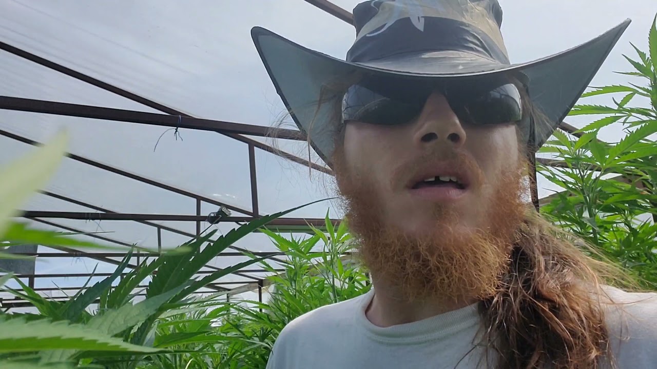 Medical Marijuana Outdoor. 2021