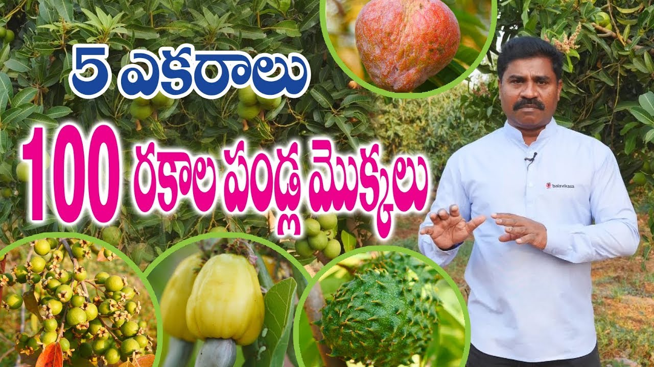 5 ఎకరాల్లో 100 రకాల పండ్ల సాగు - వరంగల్ రైతు విప్లవాత్మక వ్యవసాయం | Sustainable Farming |9703090582