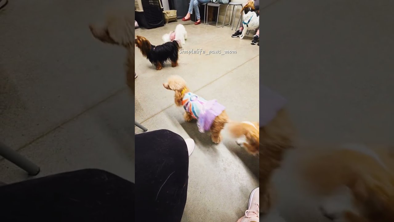 Dogs Unleashed 🥰 (Playtime) #simplelife_paws_mom #puppy #youtubeshorts #dogshorts #funnydogs #fun