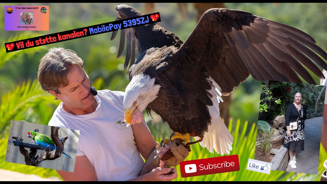 💖VI PRØVER DET VILDESTE ØRNE SHOW PÅ GRAN CANARIA💖VELKOMMEN TIL 🌵🌵PALMITOS PARK🌵🌵