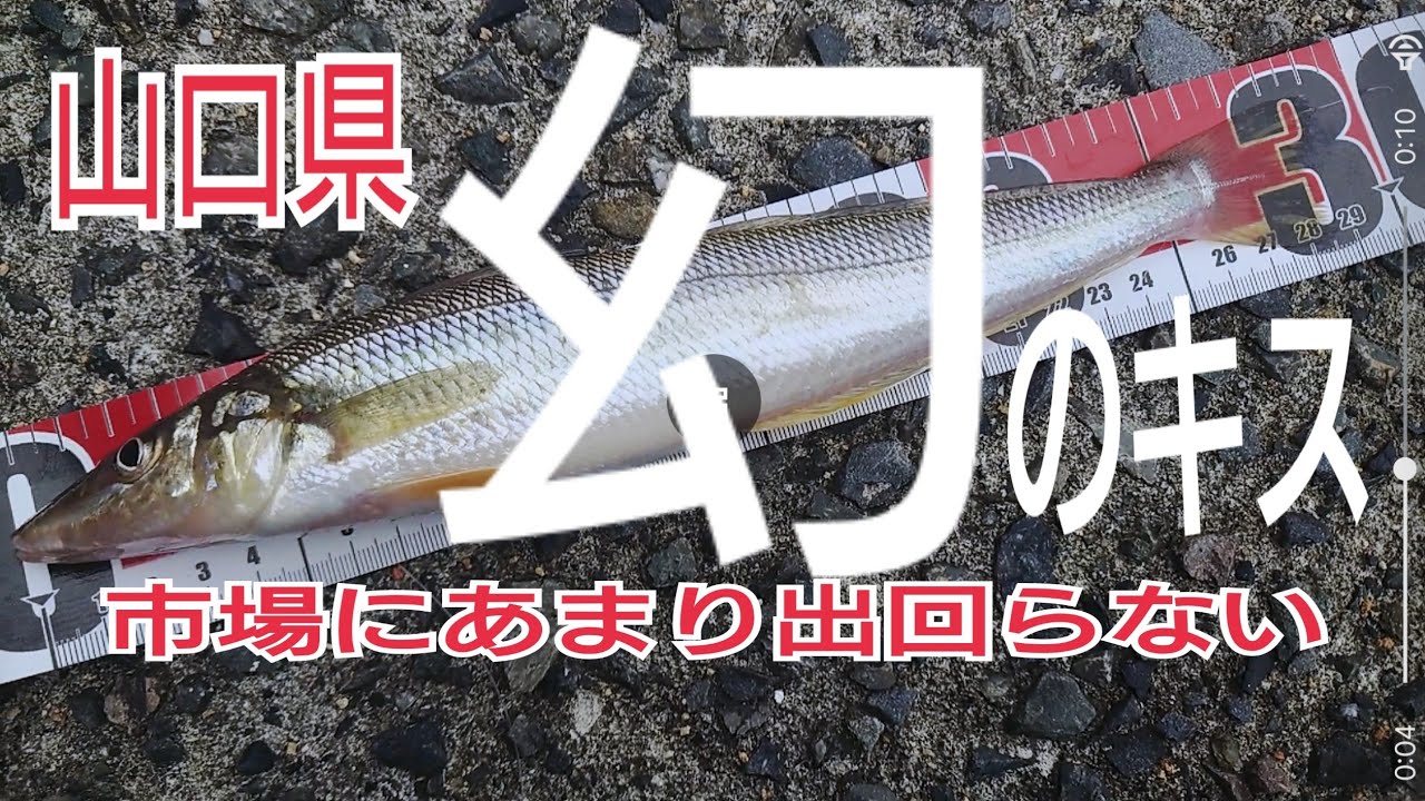【山口県瀬戸内海側】幻の尺キスを釣る