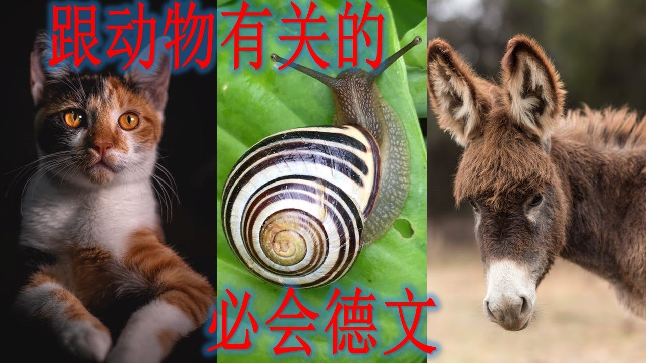必会！德国人常说的，跟动物有关的德文 谚语，词句。德语/中文讲解