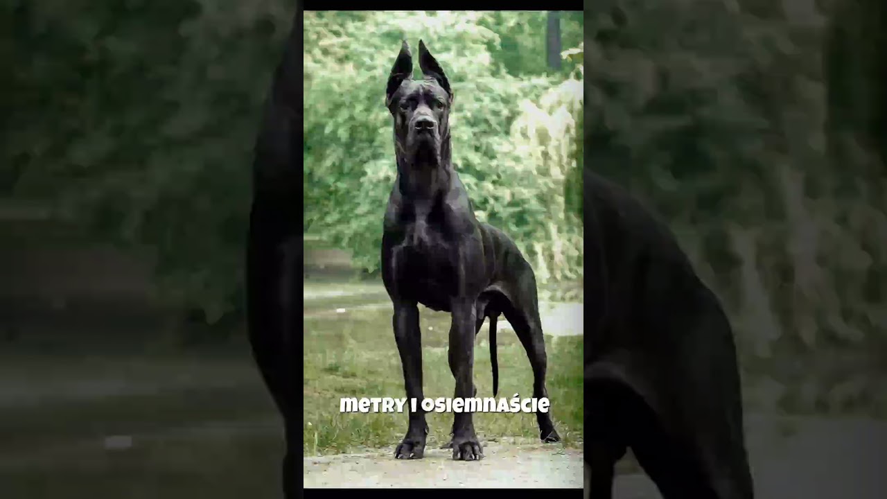 Zobacz jak wyglądają największe psy na świecie (odcinek 5)