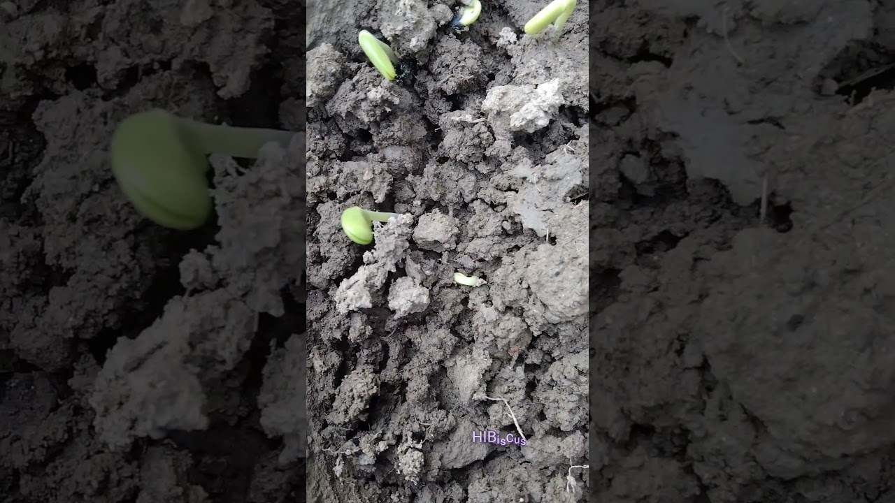 Improve air circulation and avoid overwatering 🌱#SeedlingProblems #PlantCareTips #DampingOff