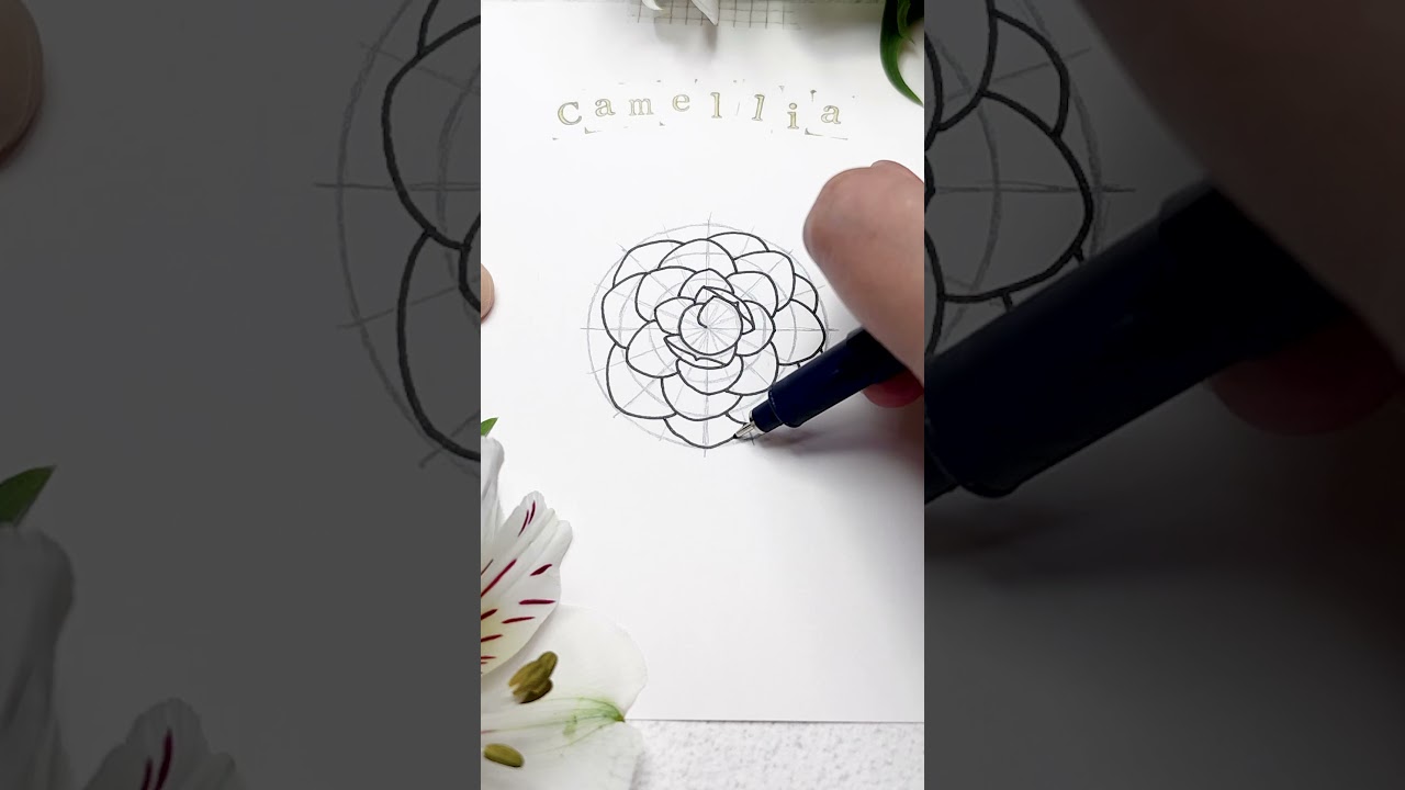 P.O.V Draw a Camellia flower with me 🥰