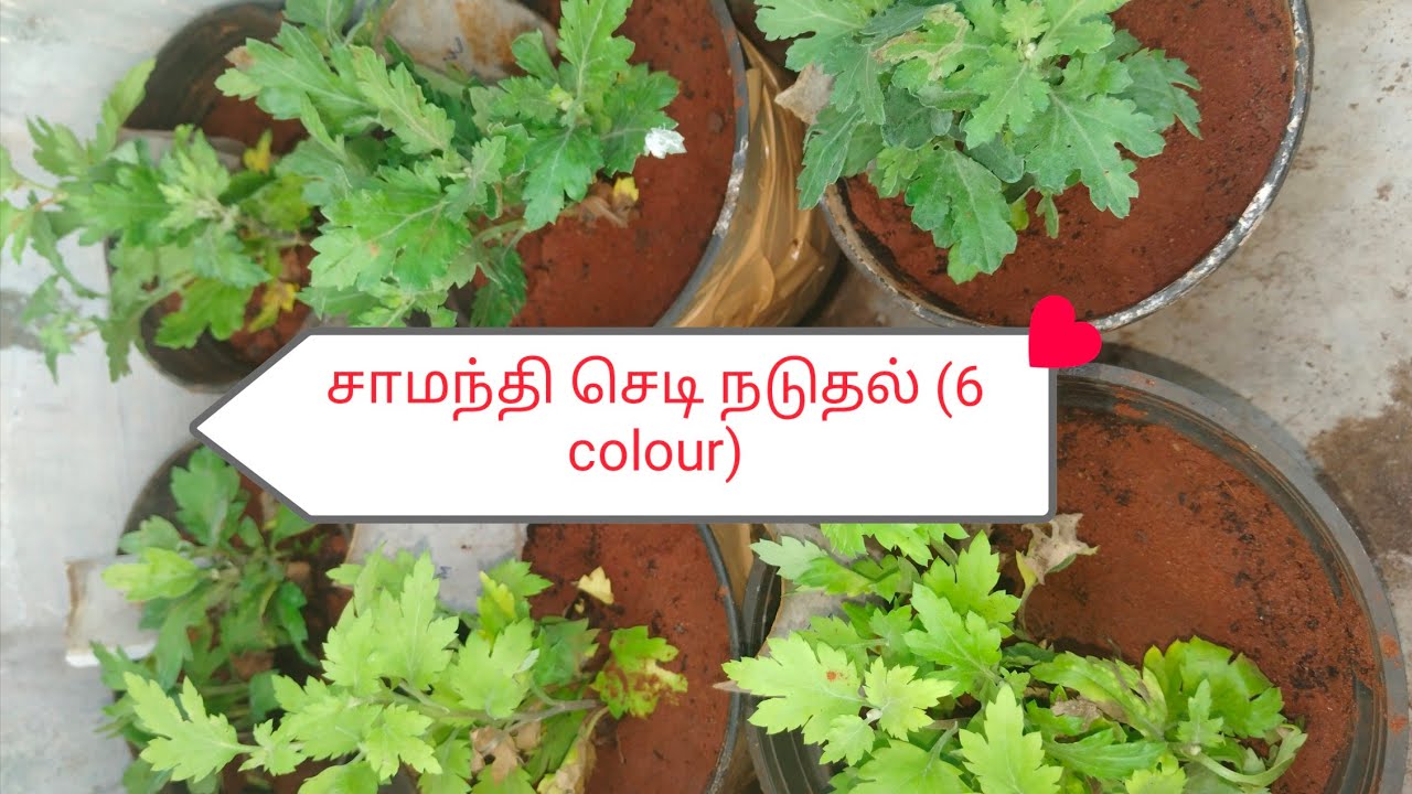 சாமந்தி செடி‌ நடுதல்/Samanthi planting/sevvanthi/chrysanthemum #video #youtube #plants #nature 
