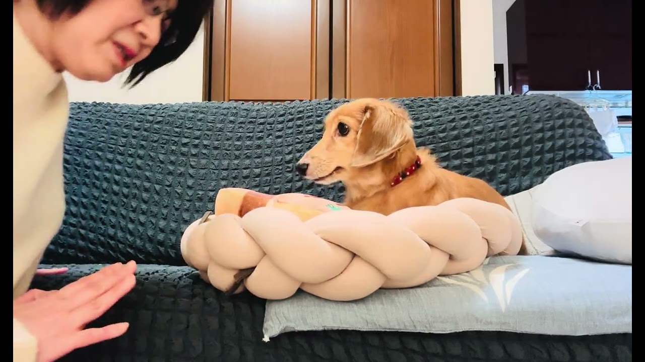 愛犬こむぎ♡のんびりチャンネル　（こむぎの紹介）