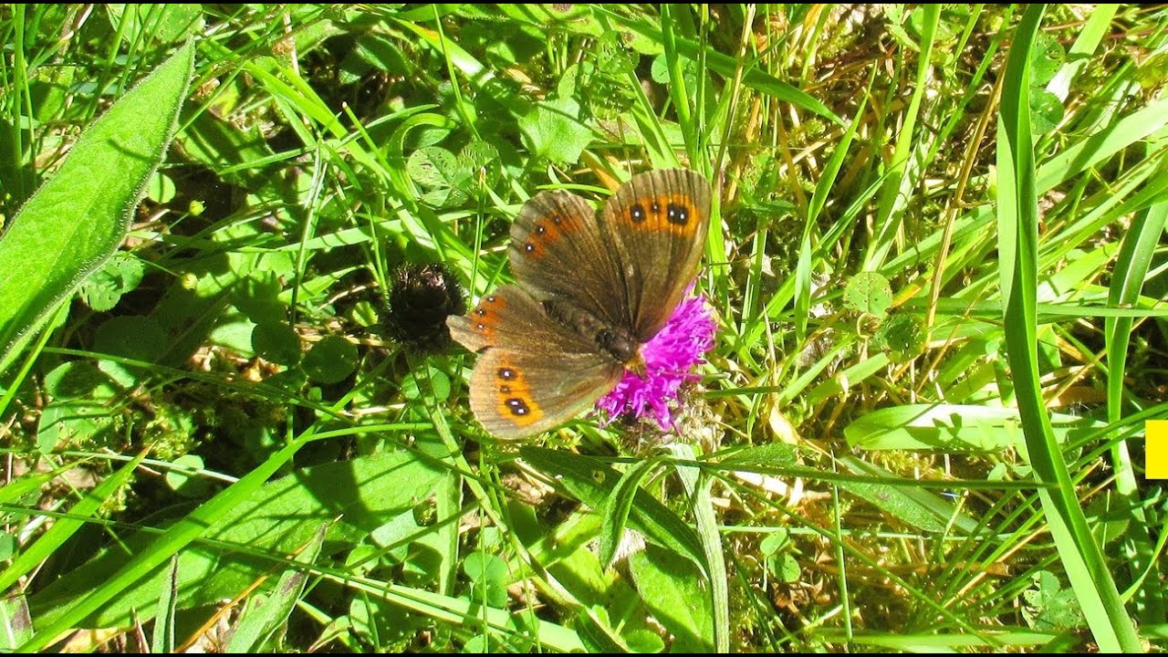 Butterflies, Moths & other insects recorded during 2025