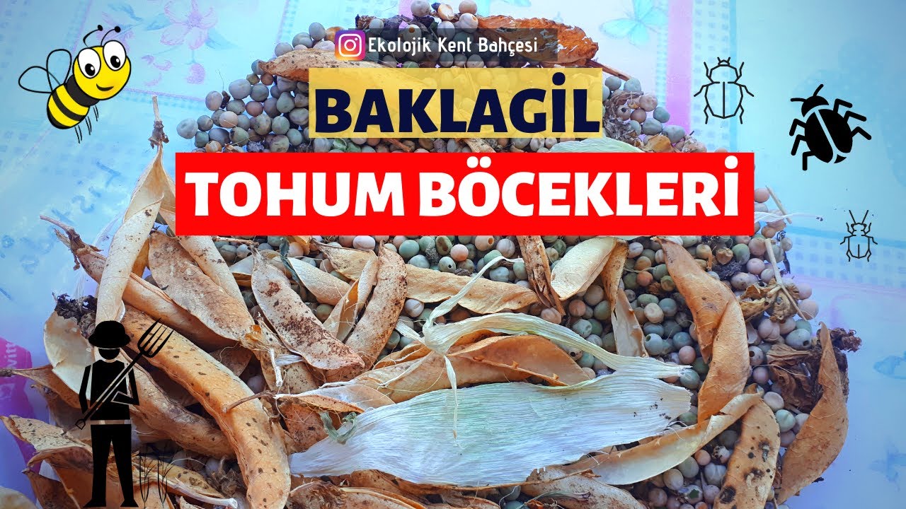 BAKLAGİL TOHUMLARI - FASULYE VE BEZELYEDE BÖCEKLENME SORUNU
