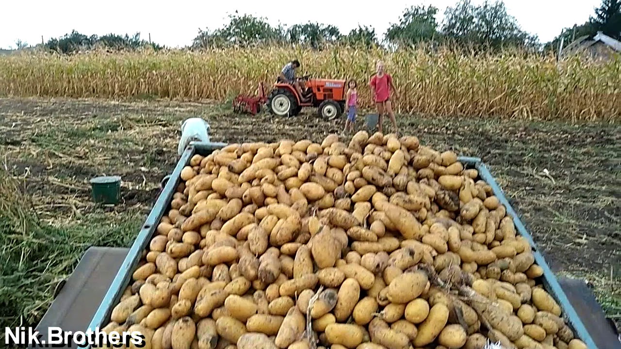 Hinomoto C 174. Сбор картофеля 2018\picking of potatoes 2018