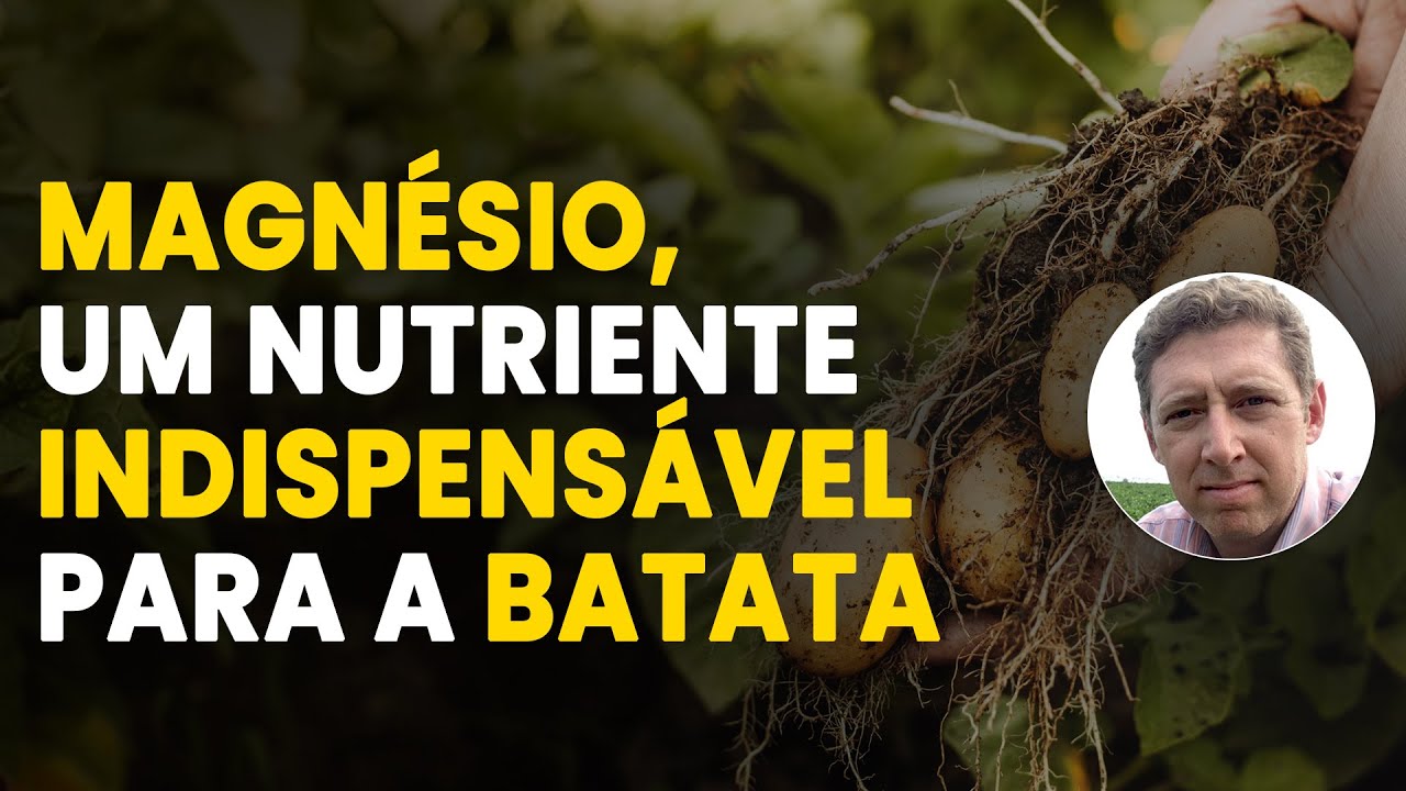 Magnésio na Cultura da Batata: Por Que Ele é Tão Importante