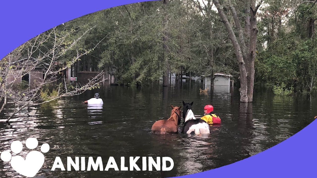 Rescuers race to save drowning horses