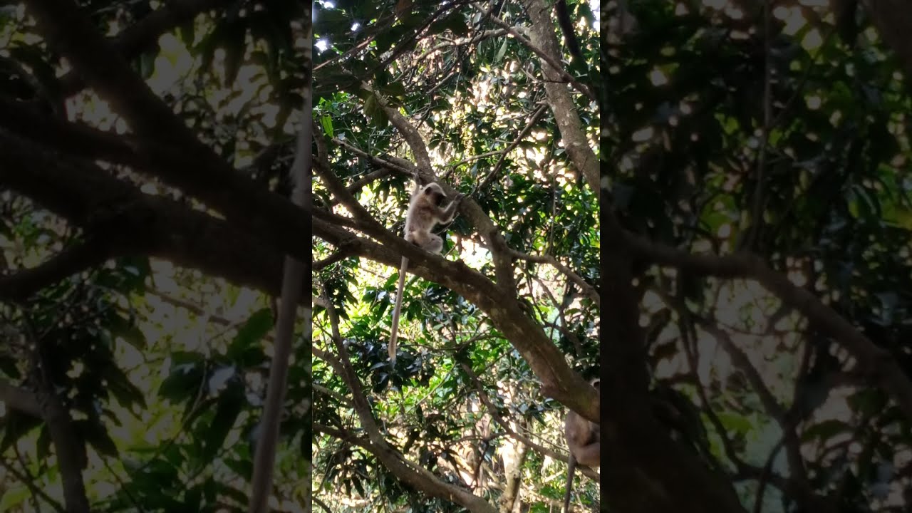 Funny bandar Vs monkey
