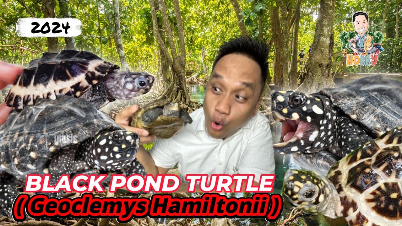 Kura Hamiltoni Kura Air keren - Black Pond Turtle ( geoclemys hamiltonii )