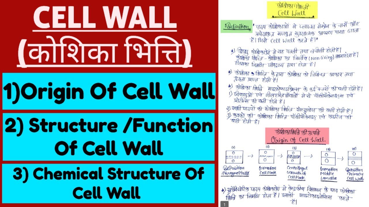 Cell Wall (कोशिका भित्ति) In Hindi || Definition, Origin, Chemical Structure, Structure, Functions