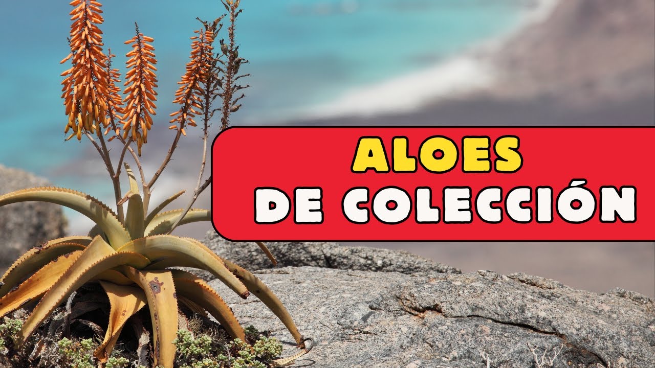 ✅️ 30 ESPECIES IDENTIFICADAS 🌸 CONSEJOS DE CULTIVO