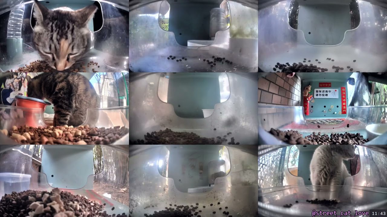 12 Hours of Hello Street Cats 😺💞 3/8/26 Pt 2