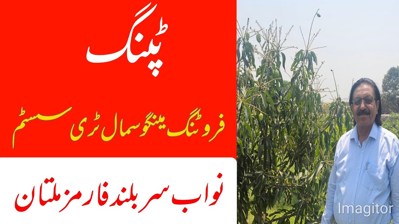 Small Tree System (STS) Mango | Practical Guide to Tipping and Fruit Production | Asif Hayat Tipu