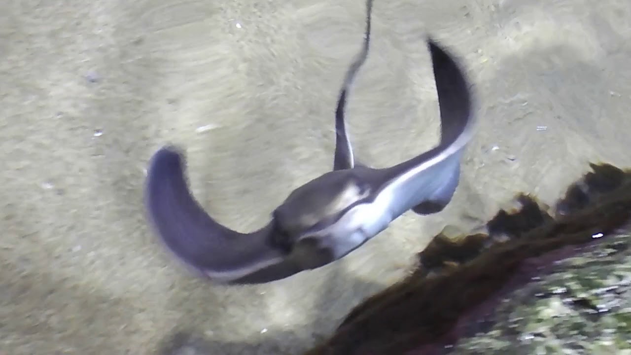 Stingrays in a touch pool