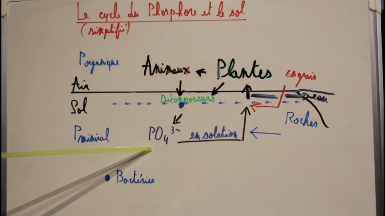 Cycle du Phosphore