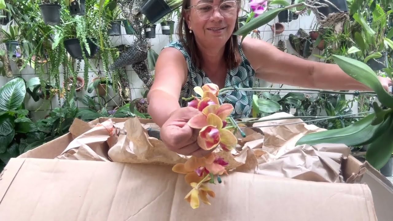 Uma Linda Caixa de Orquideas Phalaenopsi