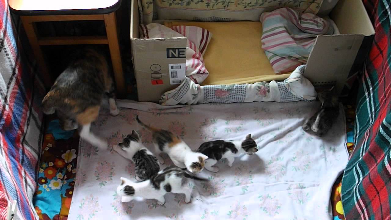 Katzen Mama Kira und Ihre Baby's 3 Wochen Alt