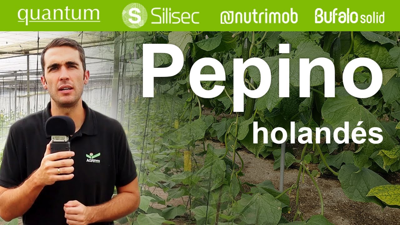 Cultivo de pepino largo y aplicación de productos de AGRI nova Science